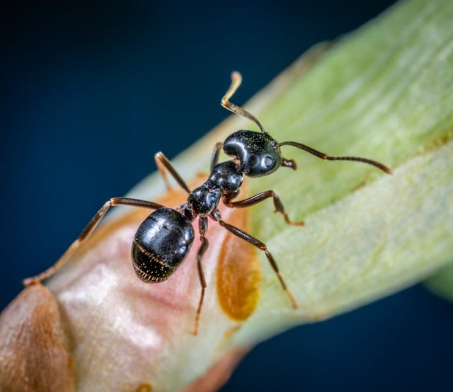 Ants