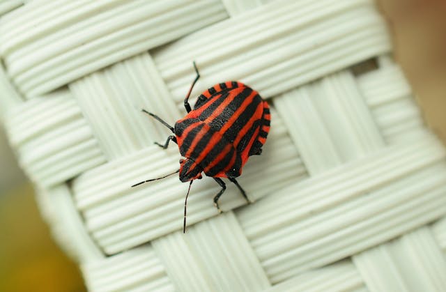 Bed Bugs