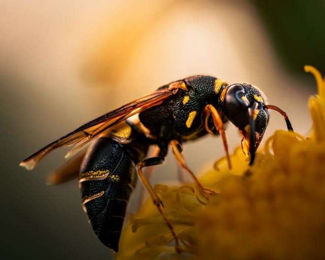 Bees Wasps