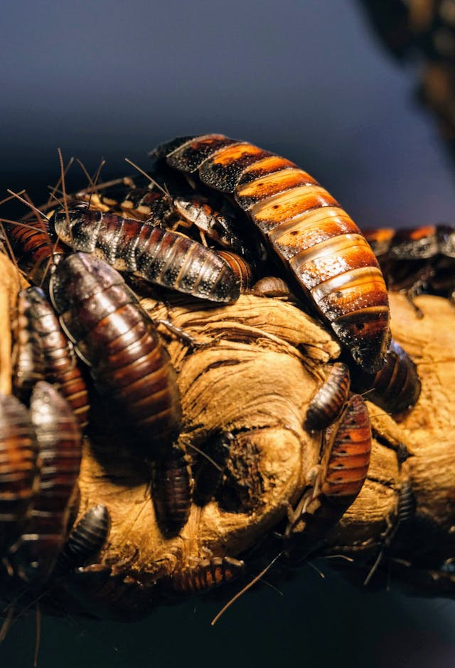 Cockroaches