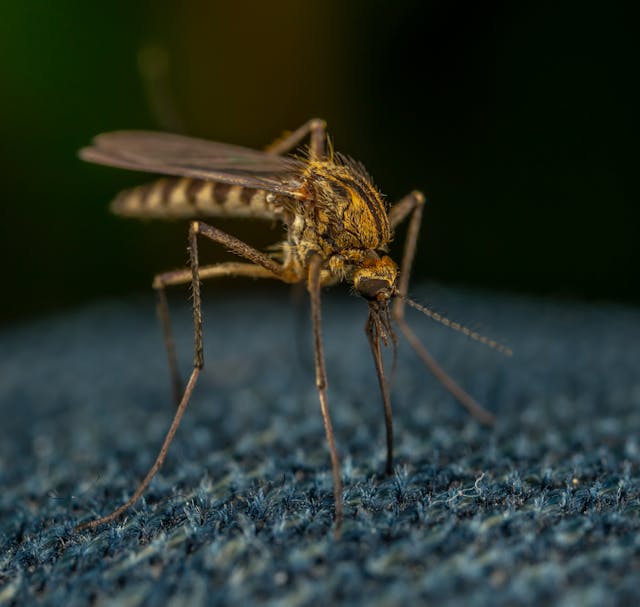 Mosquitoes