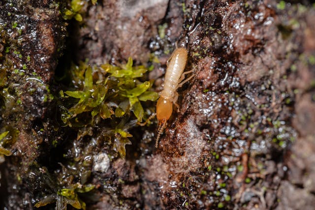 Termites